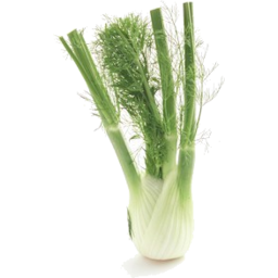 Photo of Fennel Large Conv. Each*