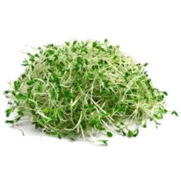 Photo of Alfalfa Broccoli Sprouts