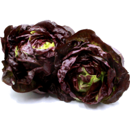 Photo of Lettuce Buttercrunch Red