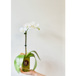 Photo of Phalaenopsis Orchid Pot Mini