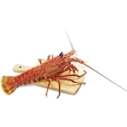 Photo of Fresh Raw W.A Crayfish 1ea