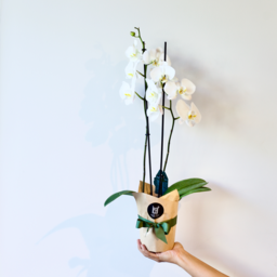 Photo of Phalaenopsis Orchid Pot