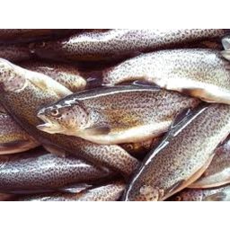 Photo of Rainbow Trout