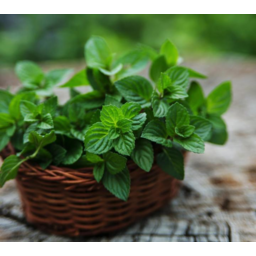 Photo of Herbs Mint