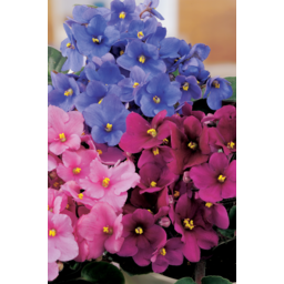 Photo of African Violets 115mm