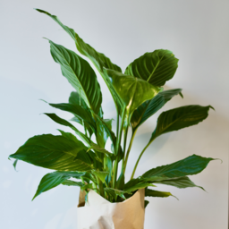 Photo of Peace Lily Large