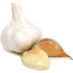 Photo of Garlic Russian