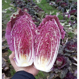 Photo of Cabbage Chinese Red Half