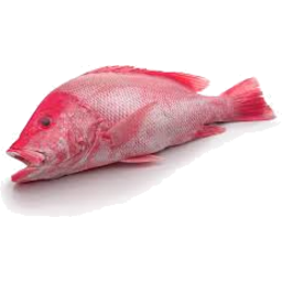 Photo of Whole Fresh Local Tropical Snapper Kg