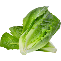 Photo of Lettuce Baby Cos Twin Pack 