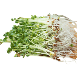 Photo of Sprouts Broccoli