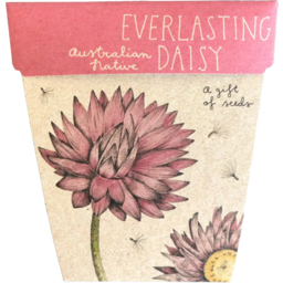 Photo of Sow n' Sow Gift of Seeds - Everlasting Daisy