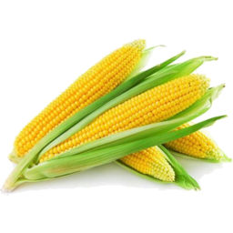 Photo of Corn Cob Each