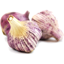 Photo of Garlic Italian Purple White Organic
