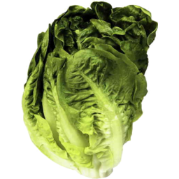 Photo of P/Mar Lettuce Baby Cos Twin Pack