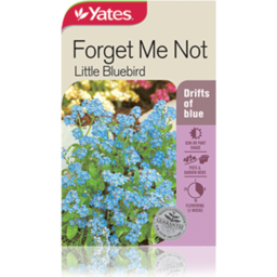 Photo of Forget Me Not Ltle Blue Bird B