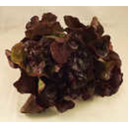 Photo of Lettuce Red Oak - Each