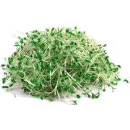 Photo of Broccoli Sprouts Punnet