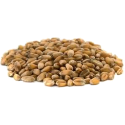 Photo of Wheat Grain (Clean) For Wheatbags