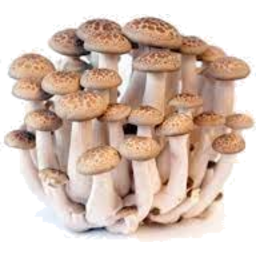 Photo of Shimeji Mushrooms