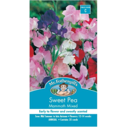 Photo of Mr Fothergills Seeds Sweet Pea Mammoth Mixed