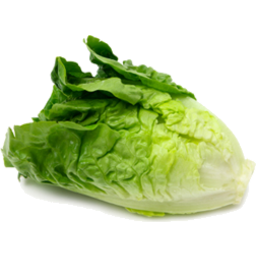 Photo of Lettuce Cos Ea Local