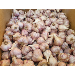 Photo of Garlic Purple Small