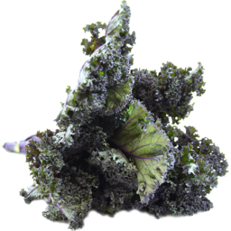 Photo of Kale Purple Stem Organic