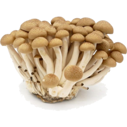 Photo of Mushroom Shimeji