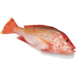 Photo of Snapper Whole Kg