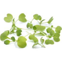 Photo of Micro Greens Wasabi Peas Organic