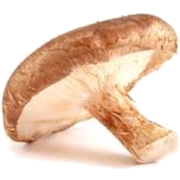Photo of Shiitake Mushroom