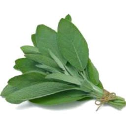 Photo of Seed Sage