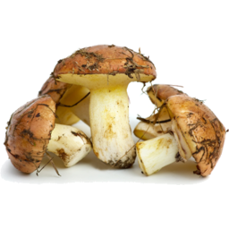 Photo of Mushrooms Slippery Jack