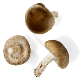 Photo of Mushrooms Exotic