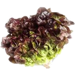 Photo of Lettuce Oakleaf Red Hydro