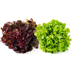 Photo of Farmers Choice Duet Hydroponic Lettuce Each