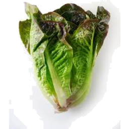 Photo of Lettuce Cos Red