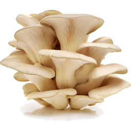 Photo of Victorian Oyster Mushrooms