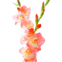 Photo of Gladioli flowers