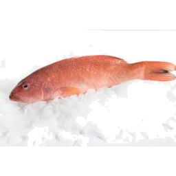 Photo of Coral Trout Whole
