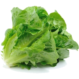 Photo of Lettuce Cos Conv