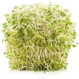 Photo of Sprouts Alfalfa