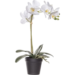 Photo of Flower Orchid Potted