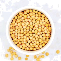 Photo of Soya Beans
