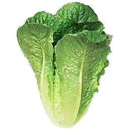 Photo of Cos Lettuce Organic