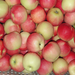 Photo of Apples New Season (Approx. 6 units per kg)