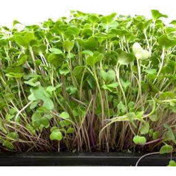 Photo of Microgreens Salad Mix