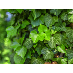 Photo of English Ivy 150mm
