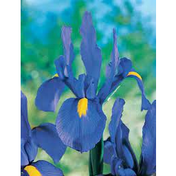 Photo of Bulb Dutch Iris Jumbo Paris A